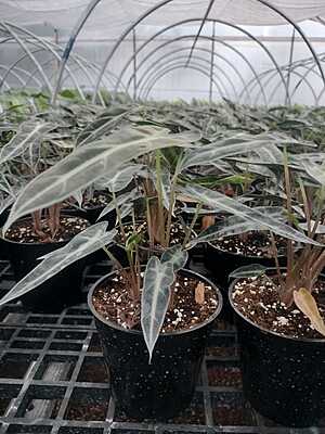 Alocasia Poly Bambino