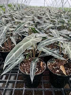 Alocasia Poly Bambino