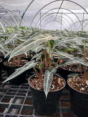 Alocasia Poly Bambino