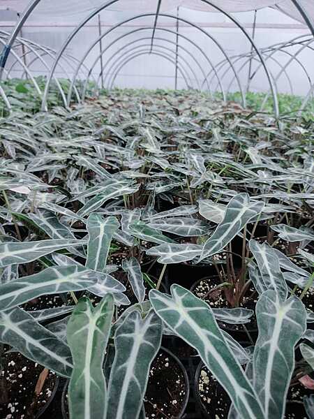 Alocasia Poly Bambino