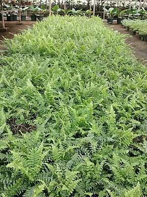 Macho Fern Macho Fern