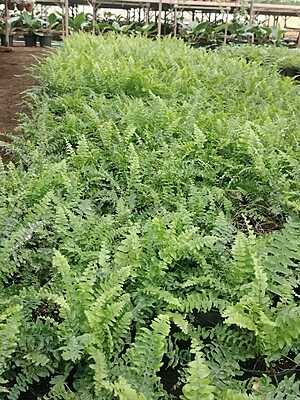 Macho Fern Macho Fern