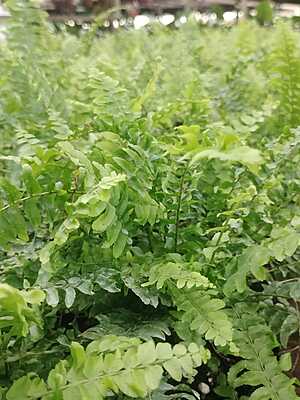 Macho Fern Macho Fern