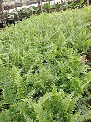 Macho Fern Macho Fern