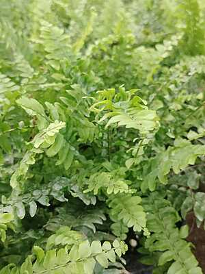 Macho Fern Macho Fern