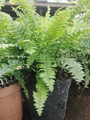 Macho Fern Macho Fern