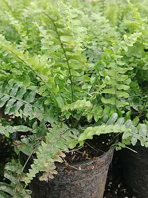 Macho Fern Macho Fern