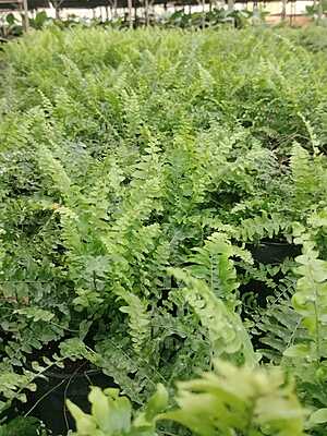 Macho Fern Macho Fern