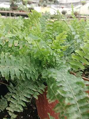 Macho Fern Macho Fern