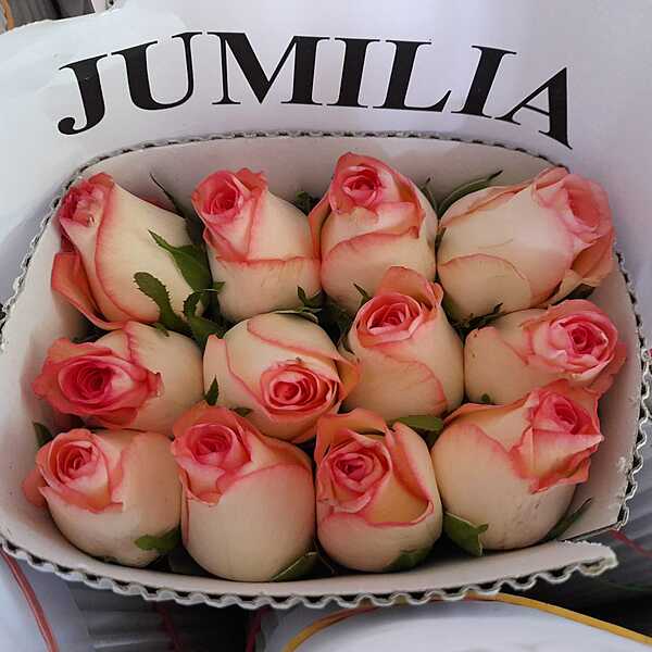 Jumilia Roses