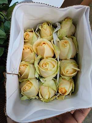 Peach Avalanche Rose Peach Avalanche Rose