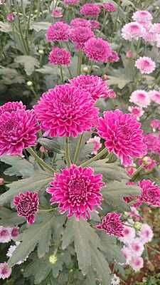 Chrysanthemum