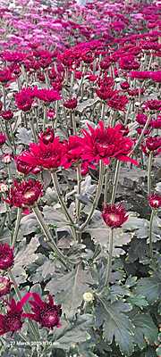 Chrysanthemum