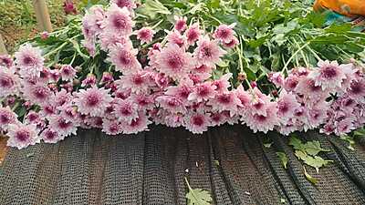 Chrysanthemum