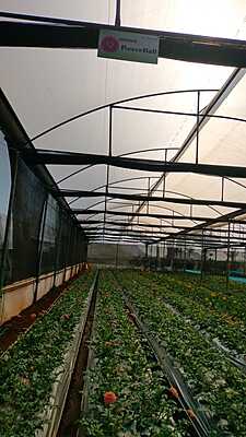 Chrysanthemum Chrysanthemum