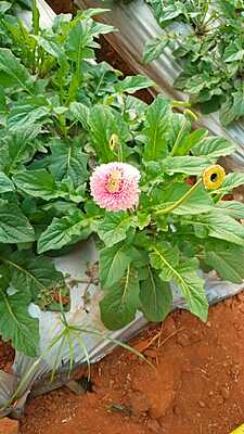 Chrysanthemum