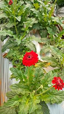 Gerberas
