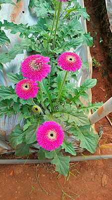 Gerberas