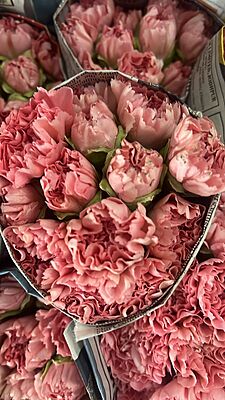 Carnations