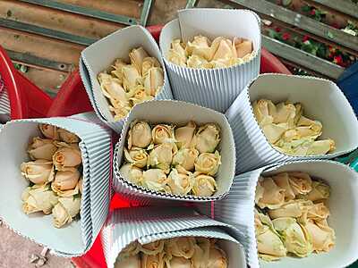 Peach Avalanche Rose Peach Avalanche Rose