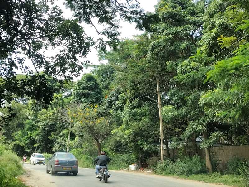 The Bangalore Tigress' Stay(P)