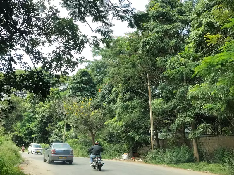 The Bangalore Tigress' Stay(P)