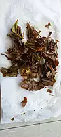 Gopaldhara Darjeeling Mellow Gold (Premium First Flush)