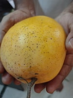 HIMAYAT (Imam) - 4 Kgs HIMAYAT (Imam) - 4 Kgs