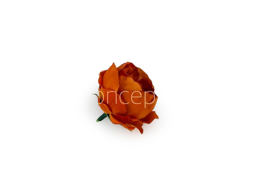 Rust Peonies