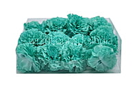 Cyan Carnation