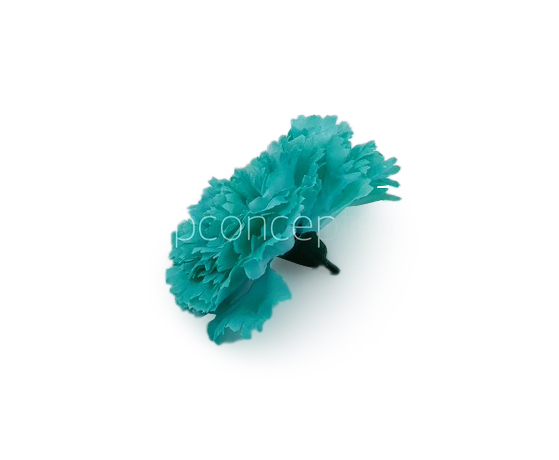 Cyan Carnation