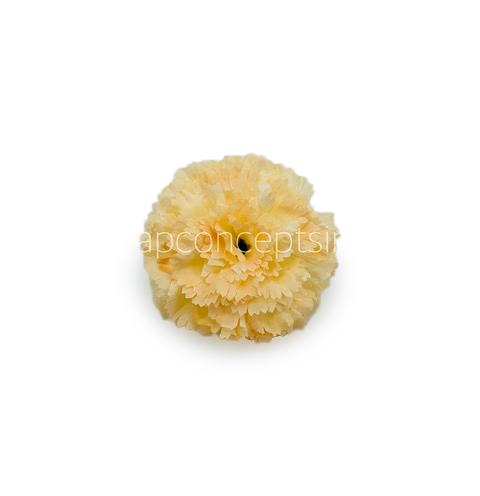 Buttercup Carnation