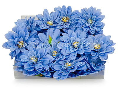 Uranian Blue Dahlias