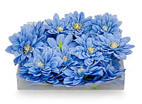 Uranian Blue Dahlias
