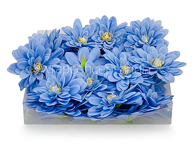Uranian Blue Dahlias