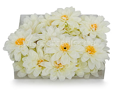 Ivory Dahlias