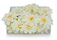 Ivory Dahlias