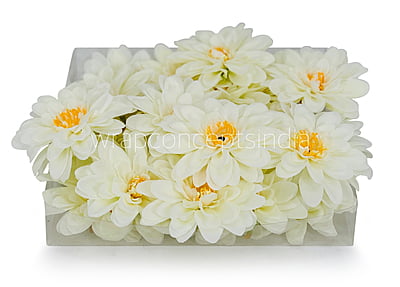 Ivory Dahlias
