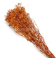 Preserved Baby Breath