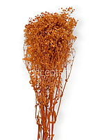 Preserved Baby Breath