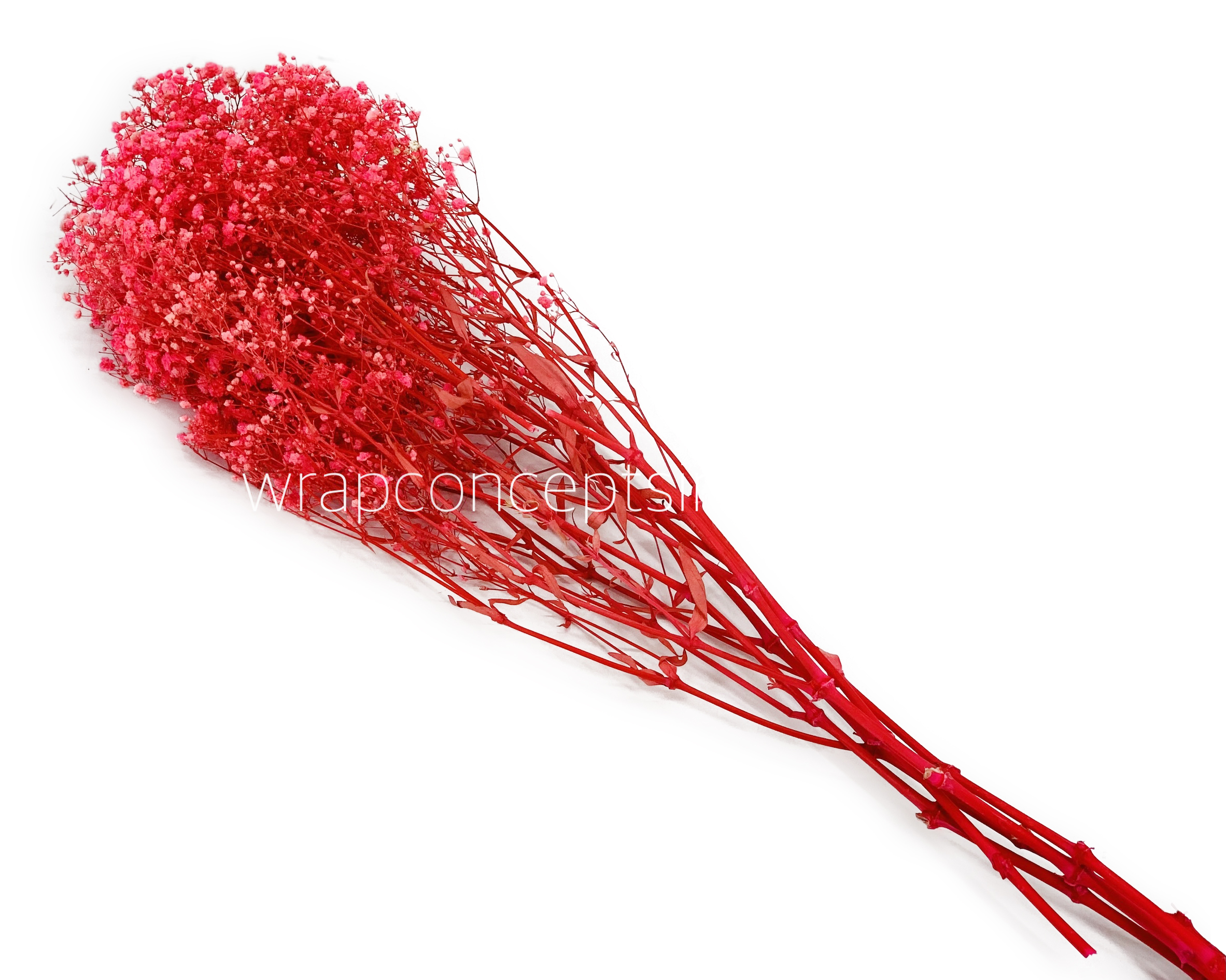 Coral Preserved Baby Breath