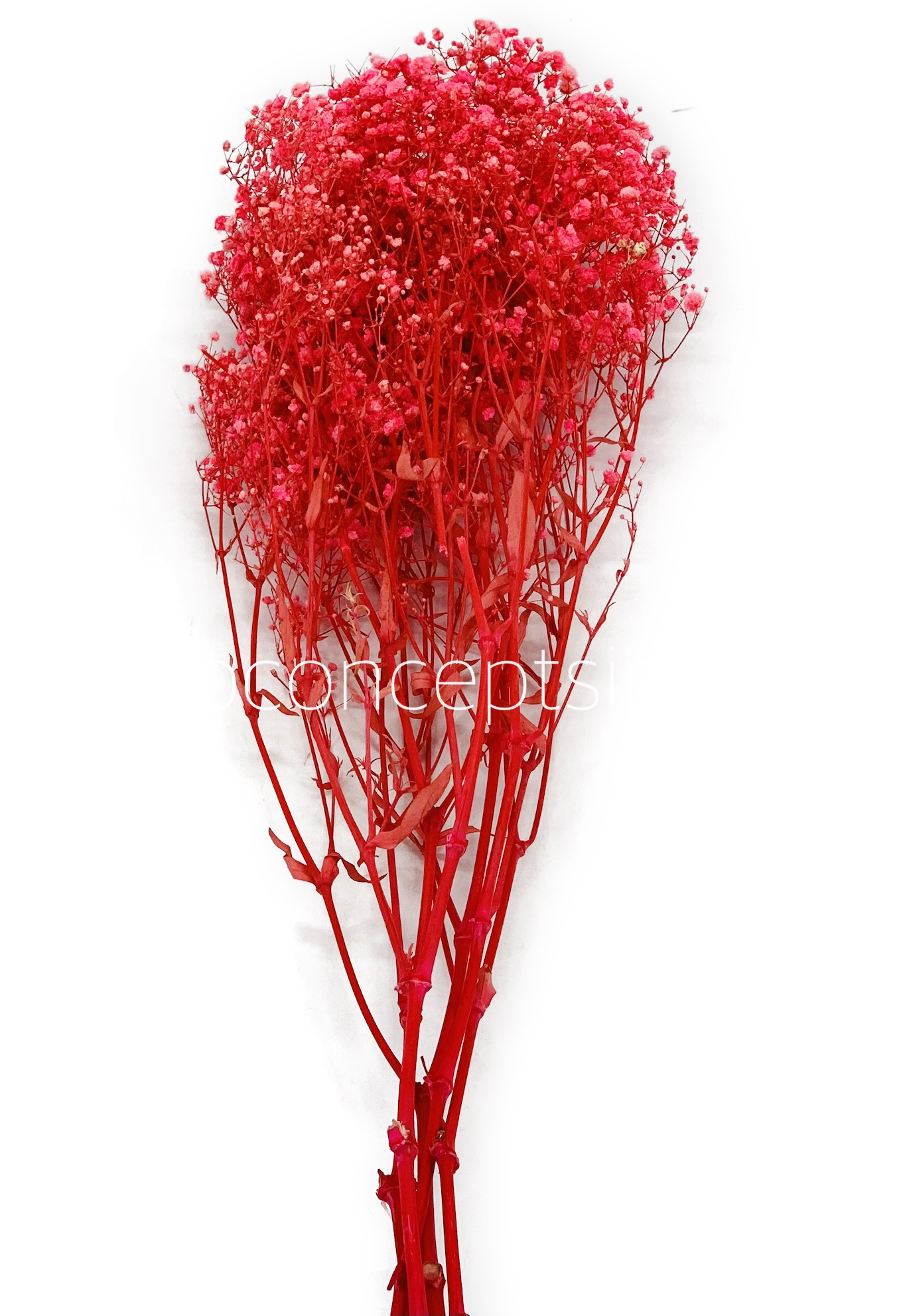 Coral Preserved Baby Breath