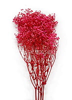 Preserved Baby Breath