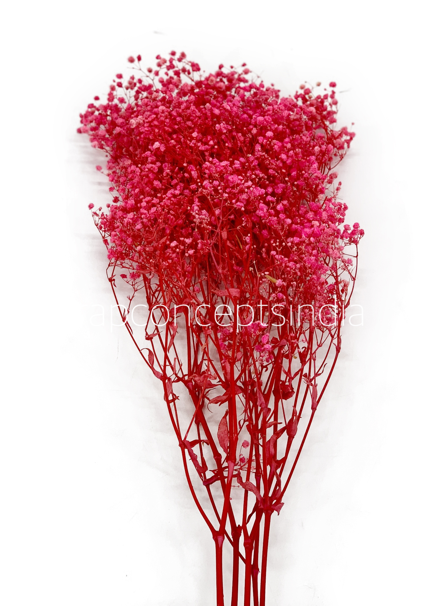 Preserved Baby Breath