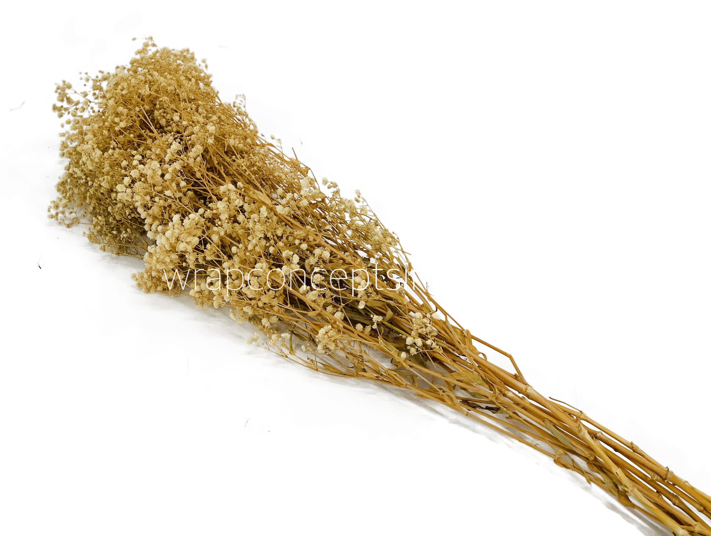 Preserved Baby Breath