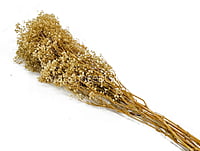 Preserved Baby Breath