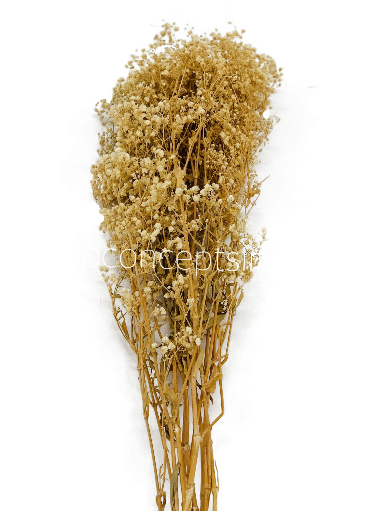 Preserved Baby Breath