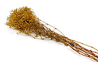 Preserved Baby Breath