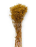 Preserved Baby Breath