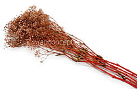 Preserved Baby Breath